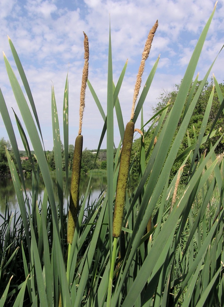 Изображение особи Typha &times; glauca.