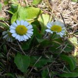 Bellis perennis. Цветущие растения. Польша, Мазовецкое воеводство, Миньский повят, гмина Миньск-Мазовецки, окр. дер. Стоядла, газон. 05.07.2012.