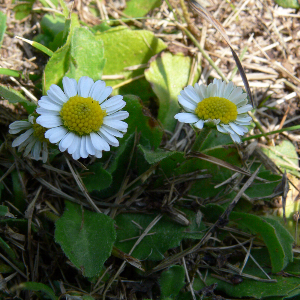 Изображение особи Bellis perennis.