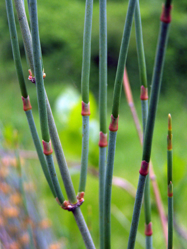 Image of Ephedra intermedia specimen.