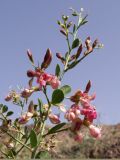 Alhagi sparsifolia. Цветущий побег. Киргизия, Чуйская обл., северный склон Киргизского хр. 6 июля 2008 г.