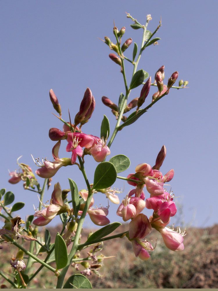 Изображение особи Alhagi sparsifolia.