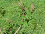 Rhus typhina