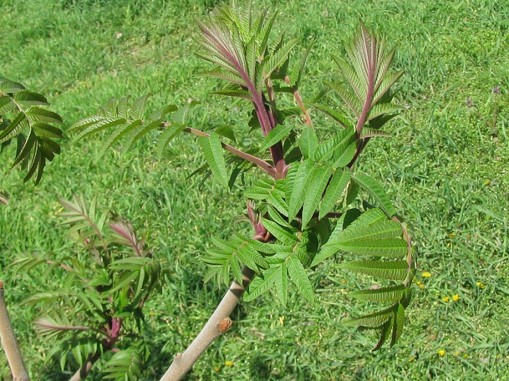 Изображение особи Rhus typhina.