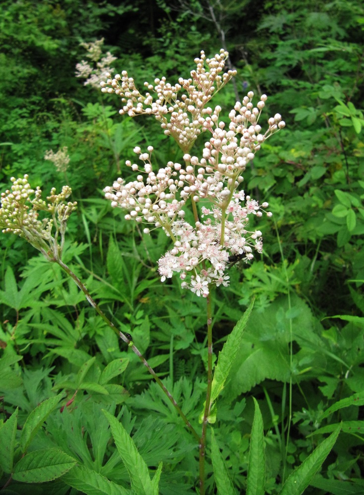 Image of Filipendula palmata specimen.