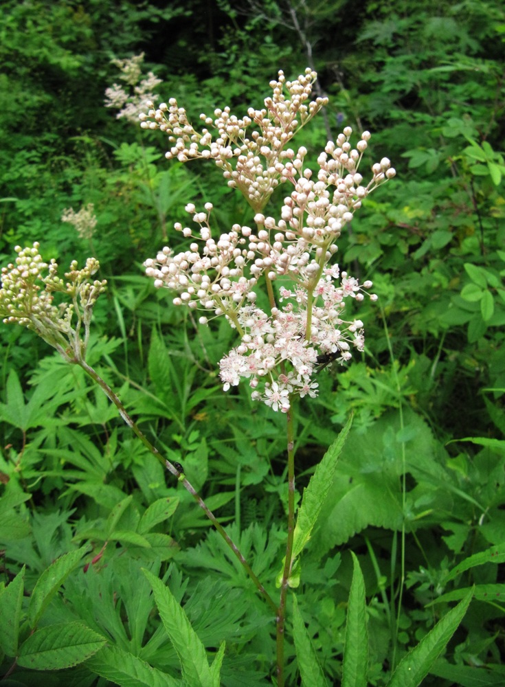 Изображение особи Filipendula palmata.