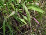 Centaurea jacea