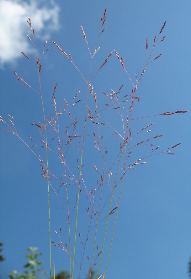 Изображение особи Agrostis clavata.