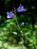 Campanula persicifolia. Верхушка цветущего растения. Чувашия, окр. г. Шумерля, Кумашкинский заказник, Соколова поляна. 29 июля 2012 г.