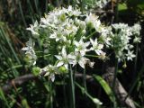 Allium ramosum