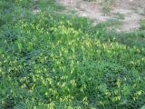 Oxalis pes-caprae. Аспект расцветающих растений. Израиль, г. Беэр-Шева, рудеральное местообитание. 07.02.2013.