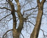 Styphnolobium japonicum. Скелетные ветви покоящегося взрослого дерева. Германия, г. Кемпен, в озеленении улицы. 28.03.2013.