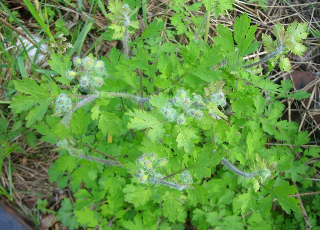 Изображение особи Chelidonium asiaticum.