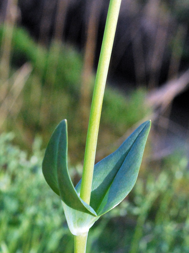 Image of Cerastium perfoliatum specimen.