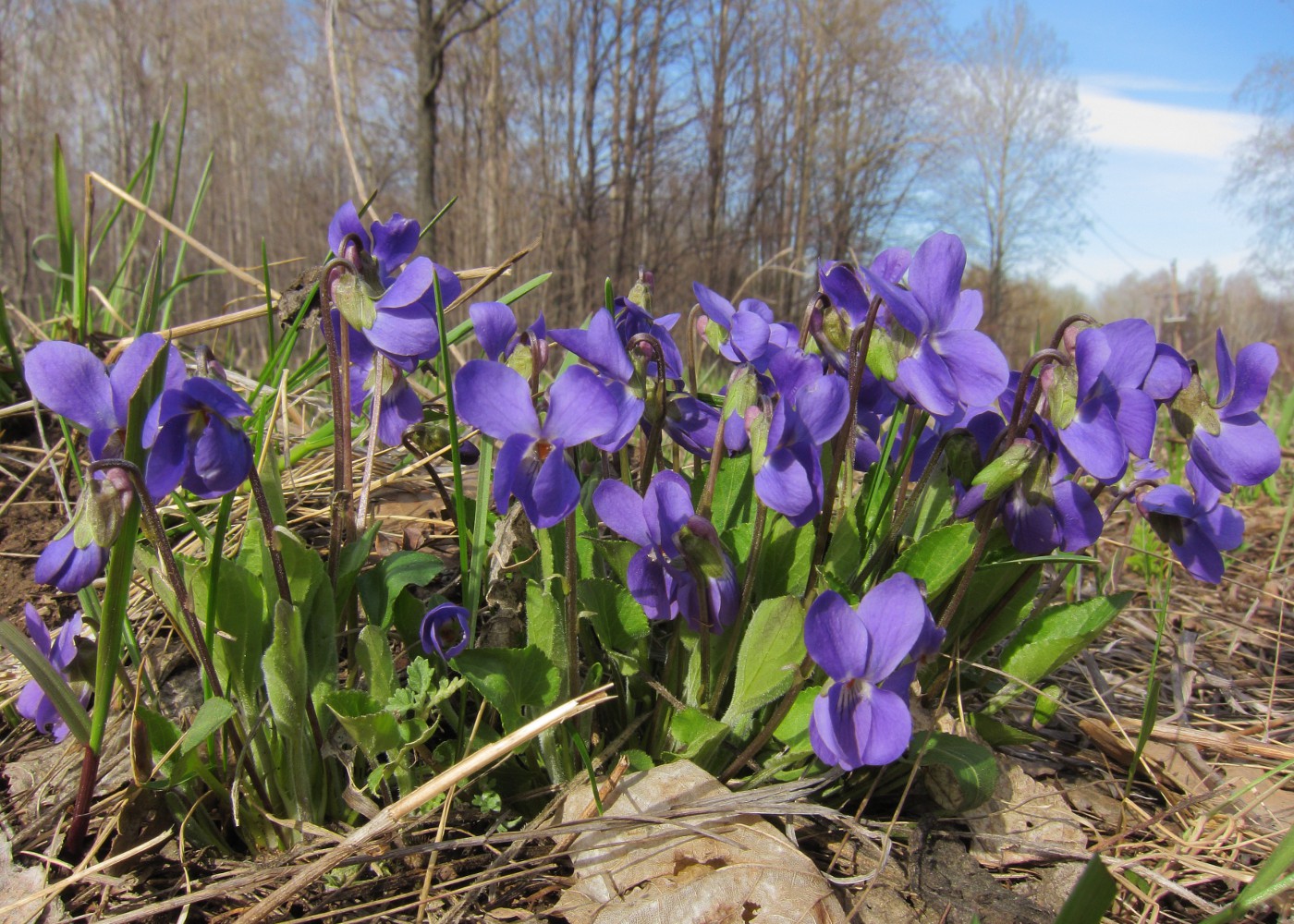 Image of Viola hirta specimen.