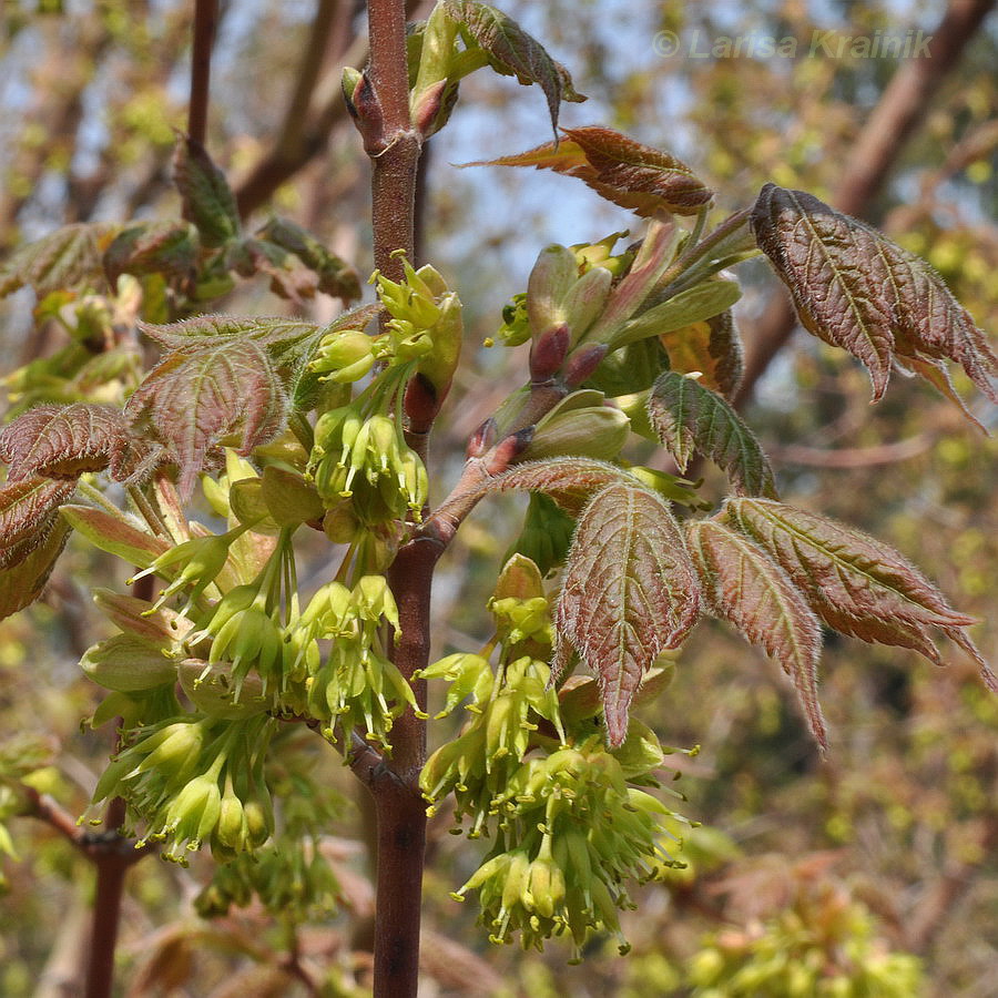 Image of Acer barbinerve specimen.