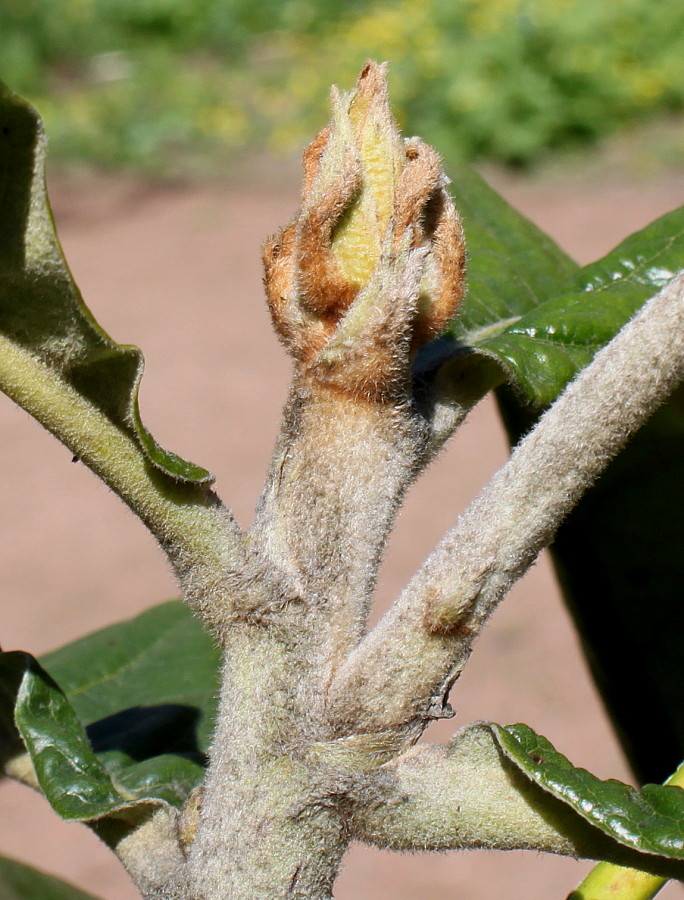 Image of Eriobotrya japonica specimen.