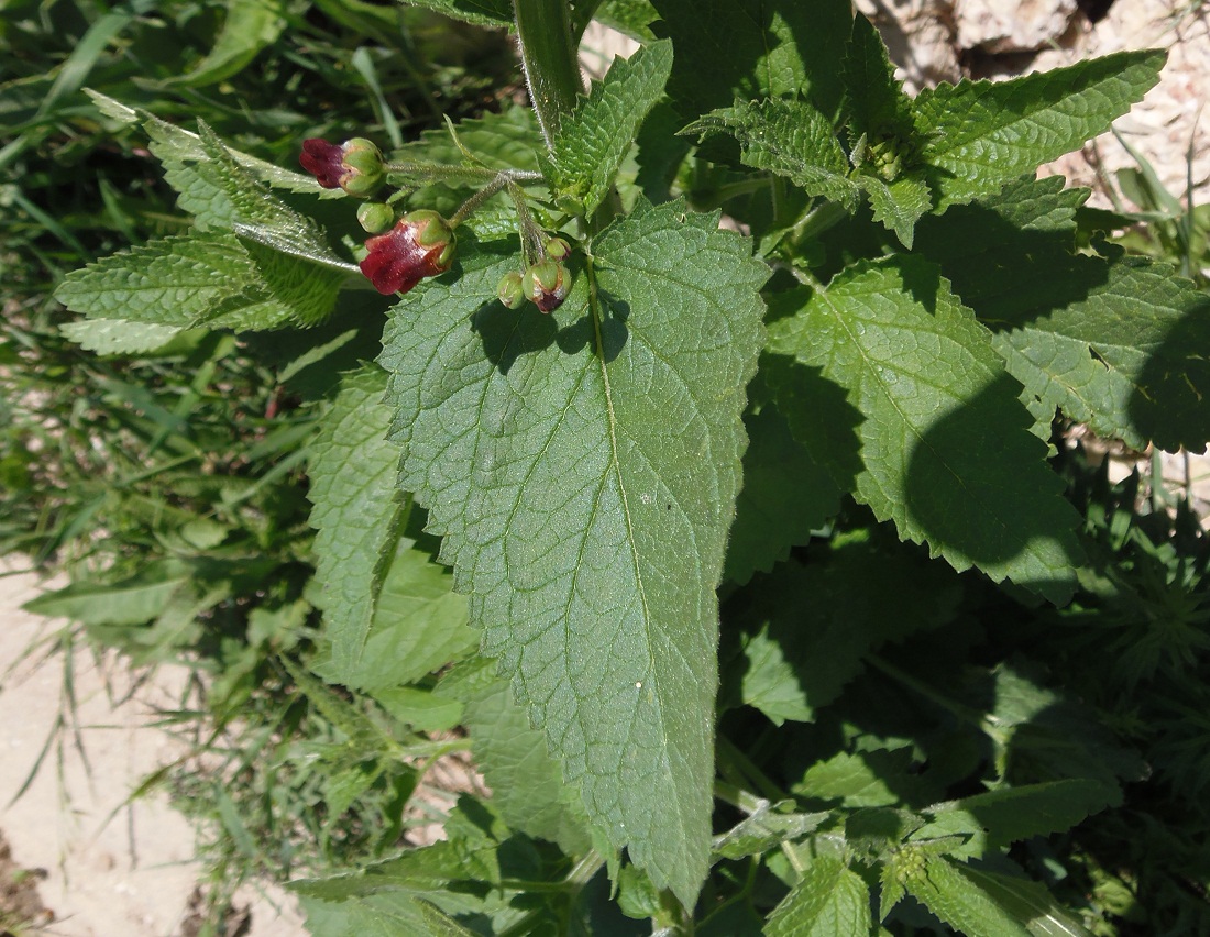 Изображение особи Scrophularia scopolii.