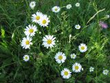 Leucanthemum vulgare. Цветущие растения. Тамбовская обл., Петровский р-н, дер. Новая Васильевка, разнотравный луг. 31.05.2013.