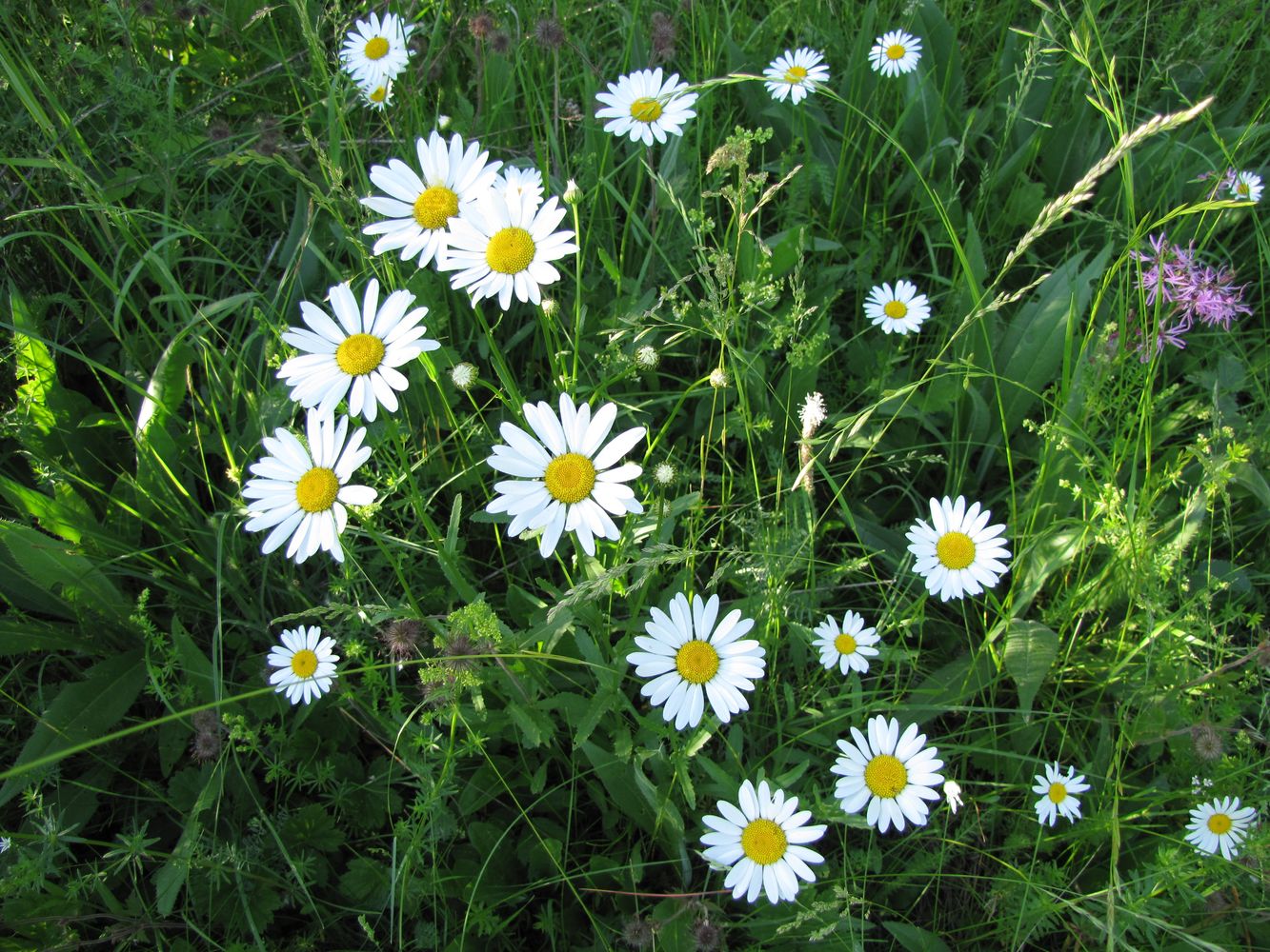 Изображение особи Leucanthemum vulgare.