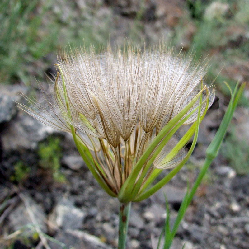 Изображение особи Tragopogon coloratus.