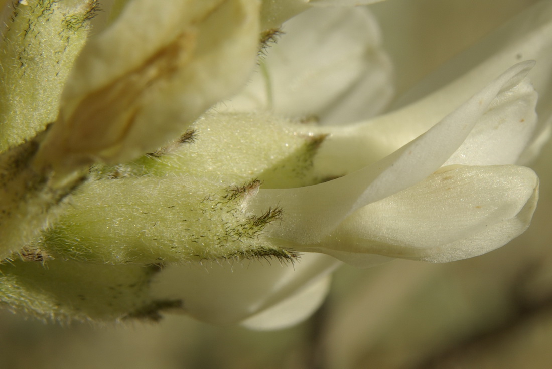 Изображение особи Astragalus glaucus.