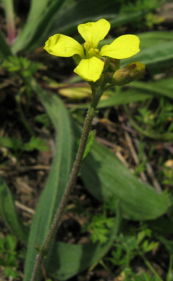 Изображение особи Rapistrum rugosum.