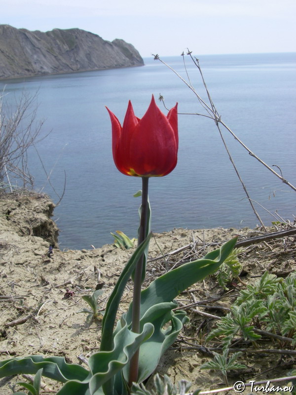 Image of Tulipa suaveolens specimen.