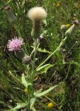 Cirsium arvense