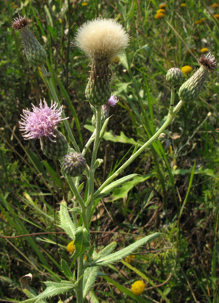 Image of Cirsium arvense specimen.