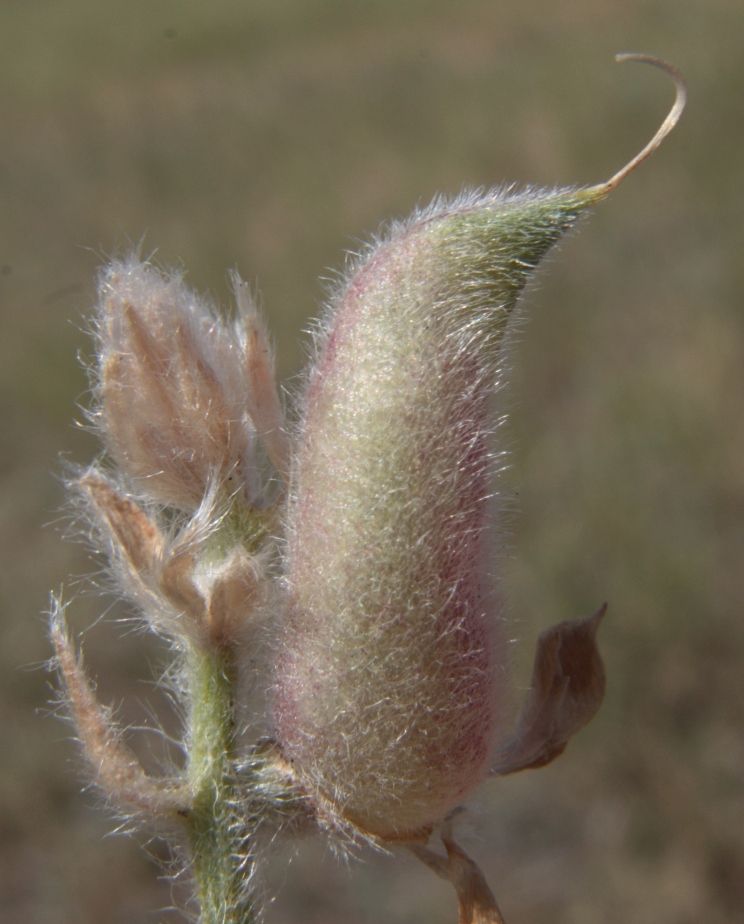 Image of Oxytropis sibajensis specimen.