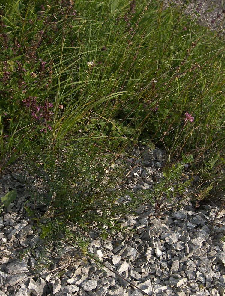 Image of Onobrychis petraea specimen.