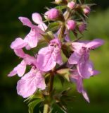 Stachys palustris. Часть соцветия. Подмосковье, окр. г. Одинцово, просека в хвойном лесу. Август 2013 г.