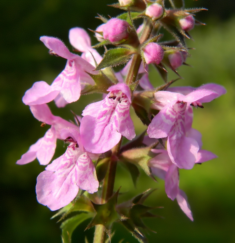 Изображение особи Stachys palustris.