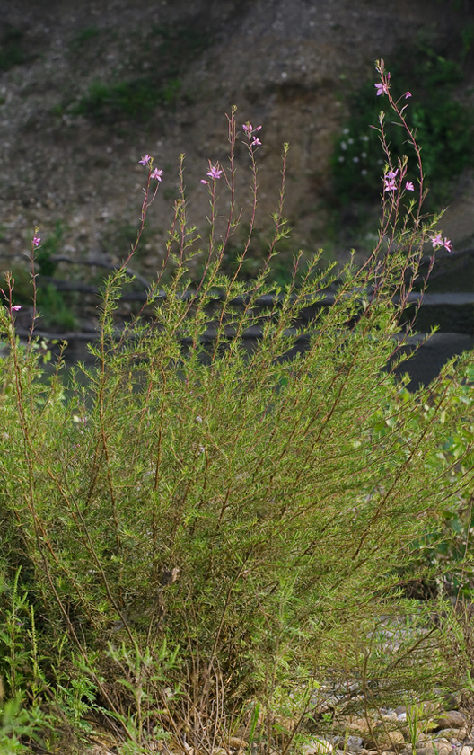 Image of Chamaenerion colchicum specimen.