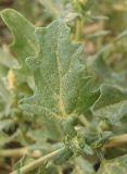 Atriplex tatarica. Лист, обсыпанный пыльцой. Украина, г. Запорожье, пос. Солнечный, край балки, возле дороги. 30.08.2013.
