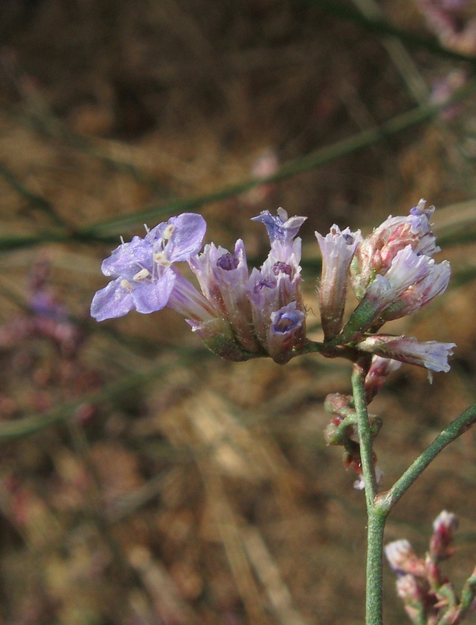 Изображение особи Limonium scoparium.