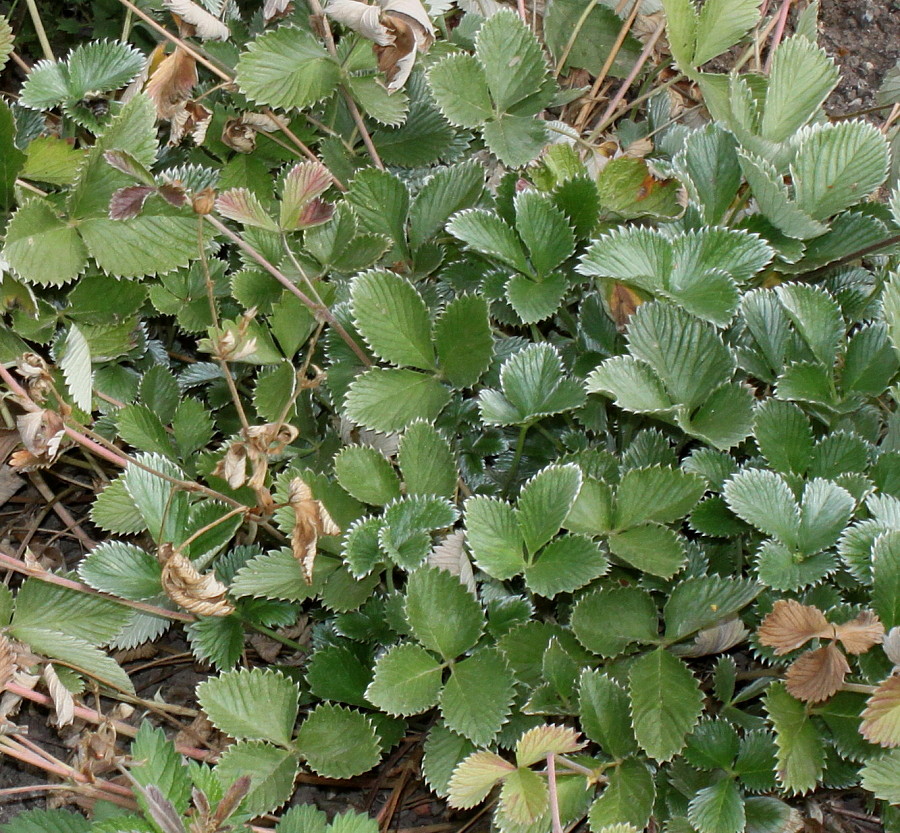 Image of Potentilla argyrophylla var. atrosanguinea specimen.