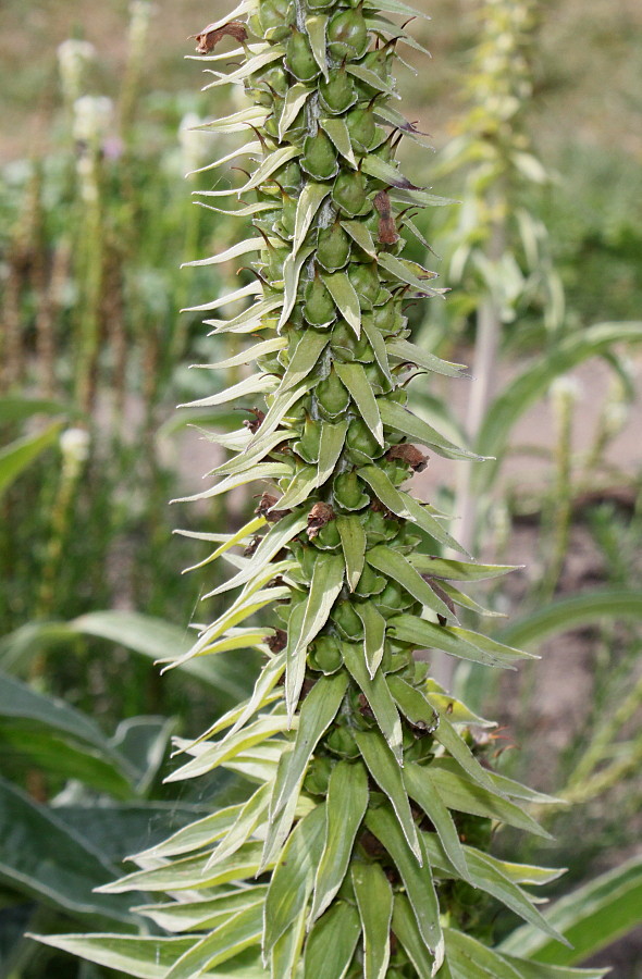 Image of Digitalis ferruginea specimen.