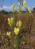 Linaria ruthenica