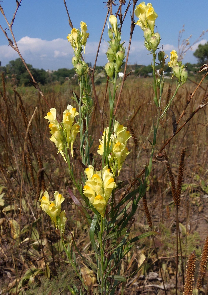 Изображение особи Linaria ruthenica.