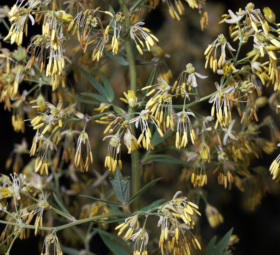 Изображение особи Thalictrum lucidum.