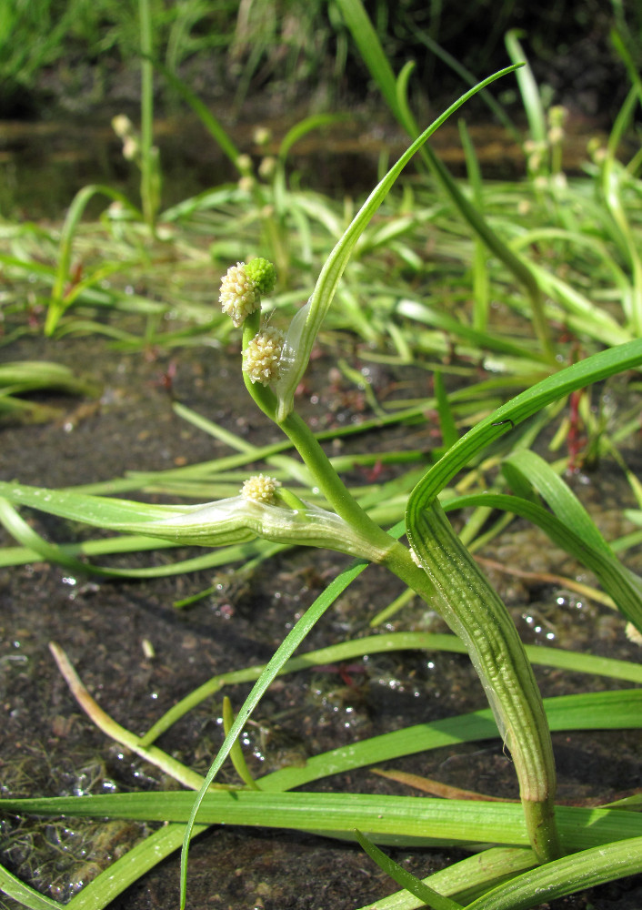 Изображение особи Sparganium hyperboreum.