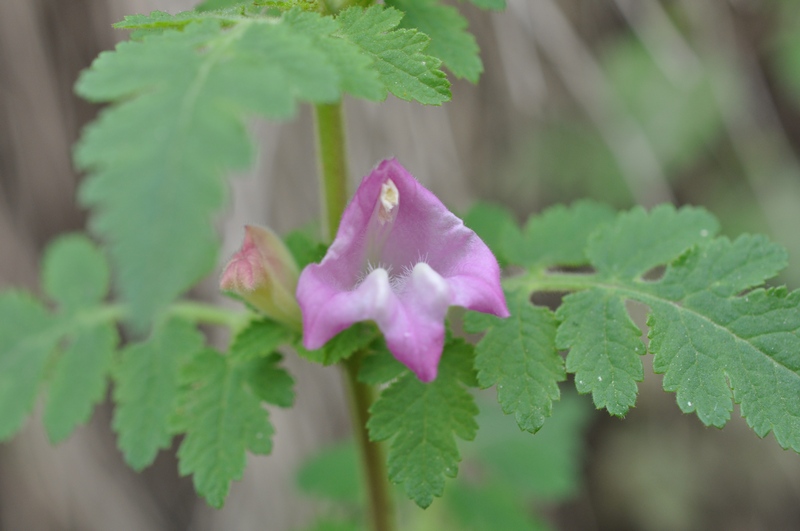 Image of Phtheirospermum chinense specimen.