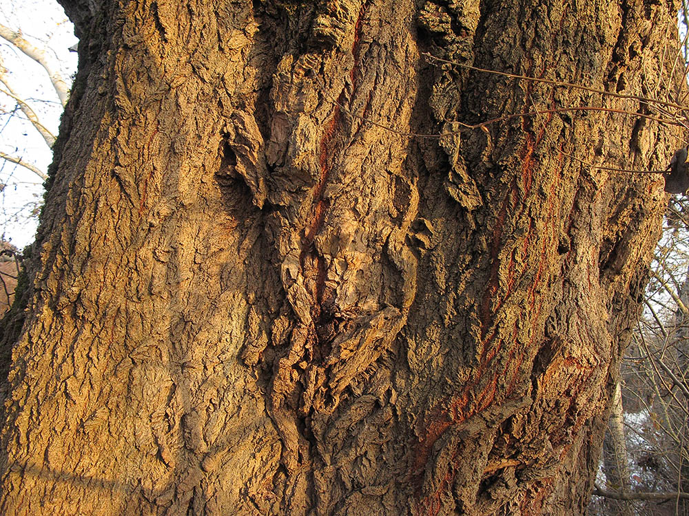 Image of Populus alba specimen.