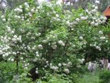 Viburnum form roseum