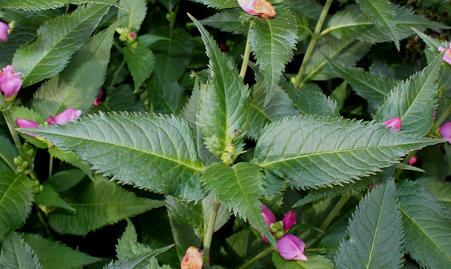 Изображение особи Chelone obliqua.