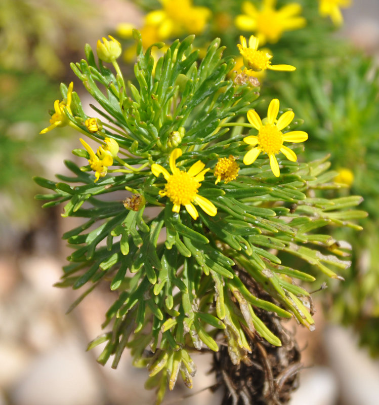 Изображение особи Euryops arabicus.