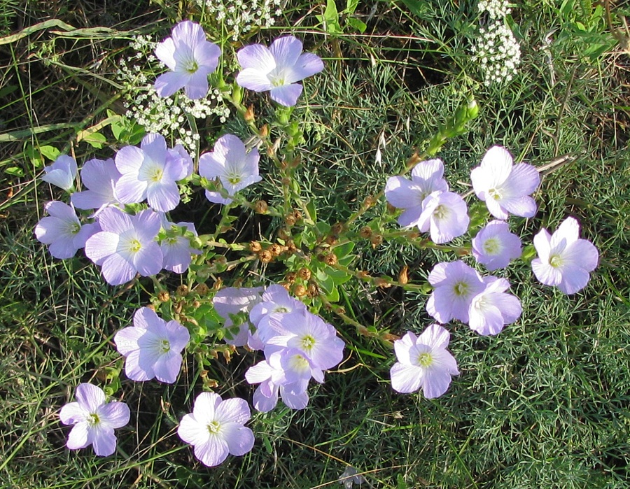 Изображение особи Linum hirsutum.