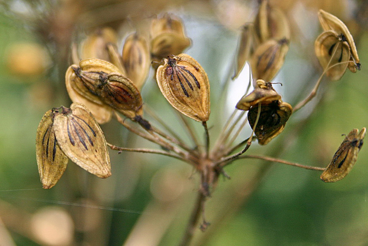 Image of genus Heracleum specimen.